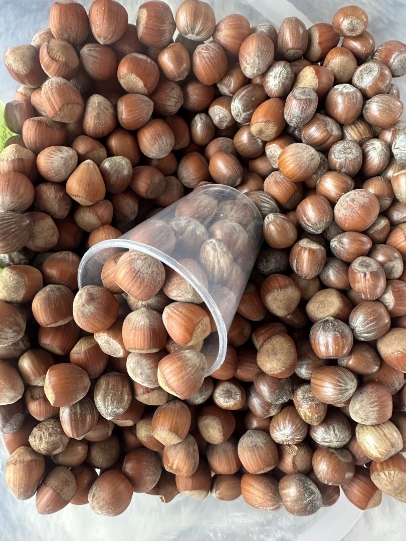 A big bucket of hazelnuts