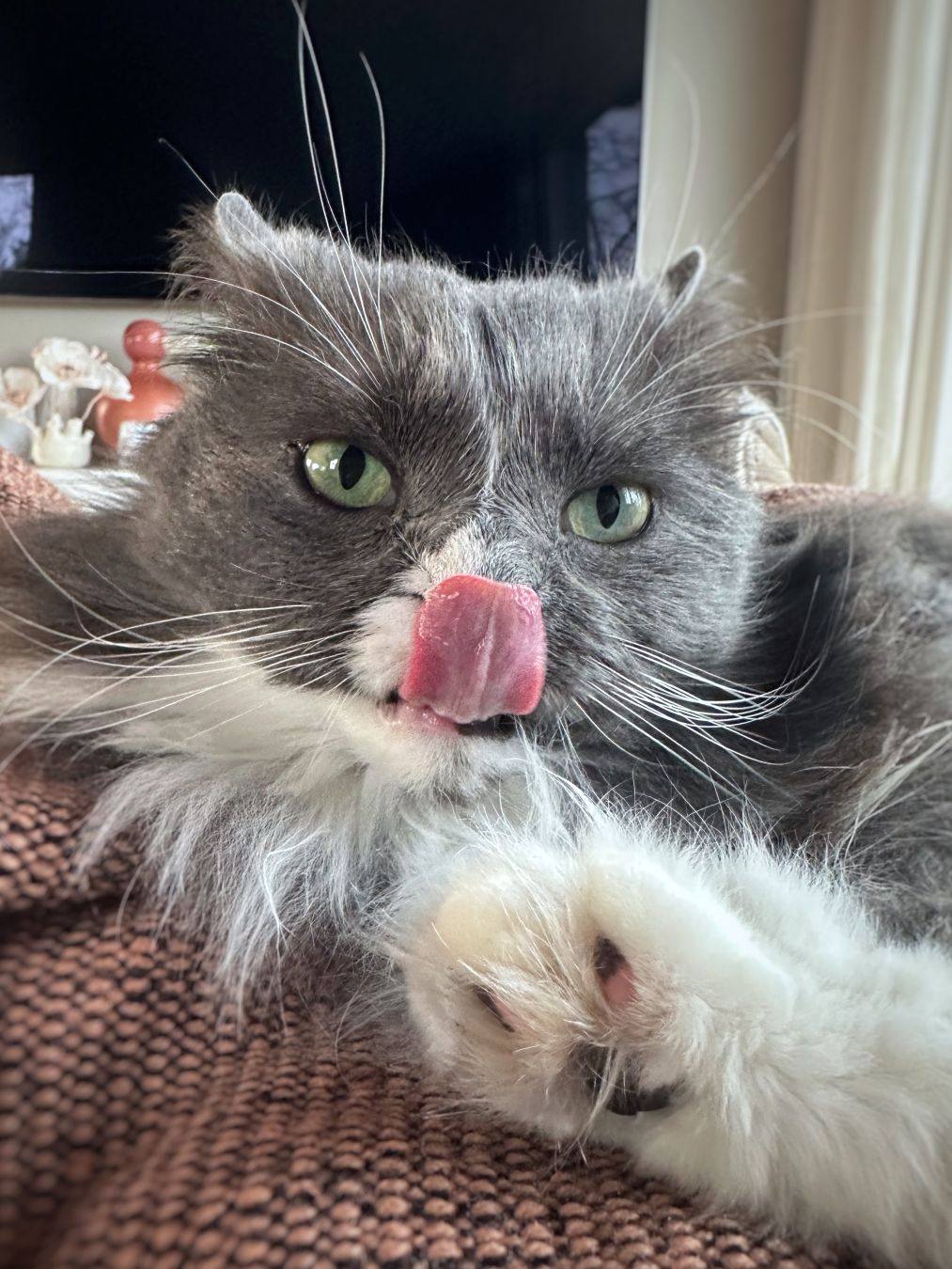 A gray and white longhaired cat with a pink tongue covering his nose