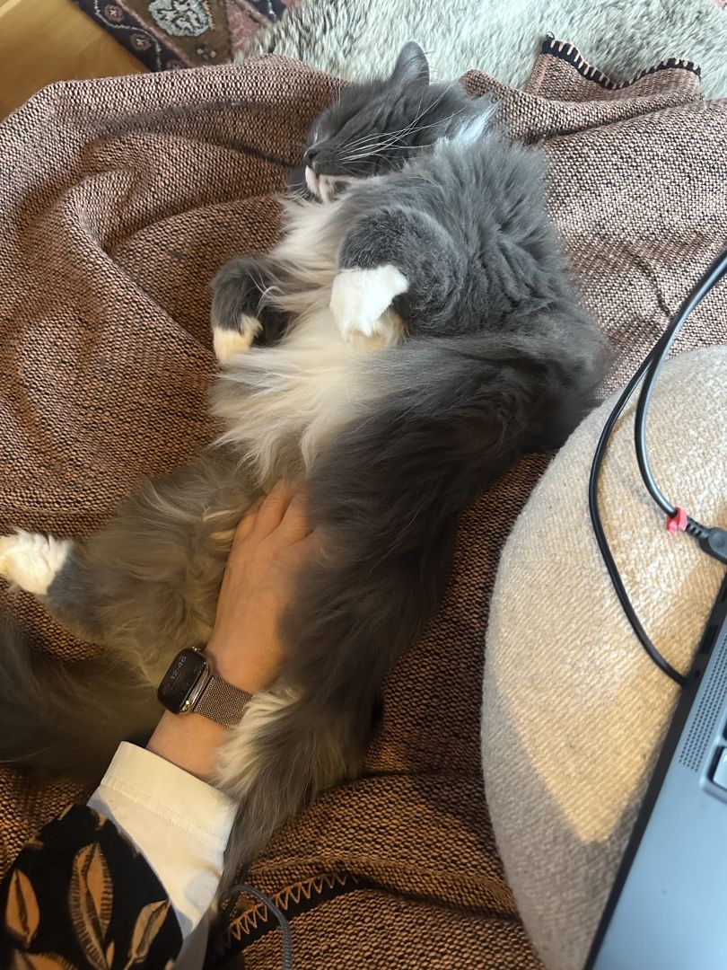 A grey and white longhaired cat is sleeping next to a person in front of a computer with a hand on his belly