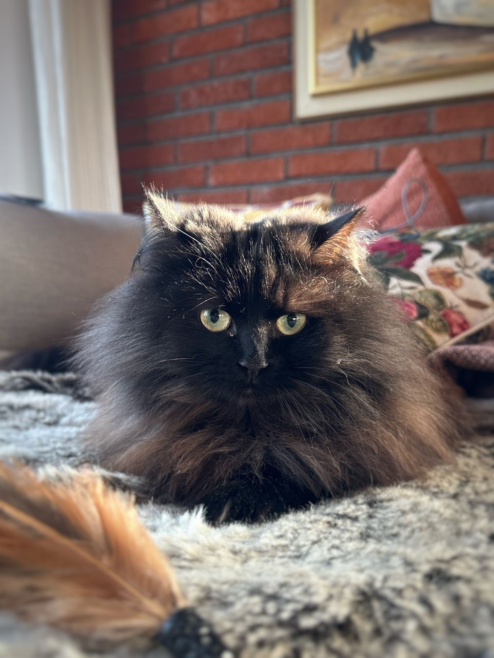 A longhaired floofy black cat sitting in a sofa on a fake fur looking cute. A red brick wall with a painting in the background.