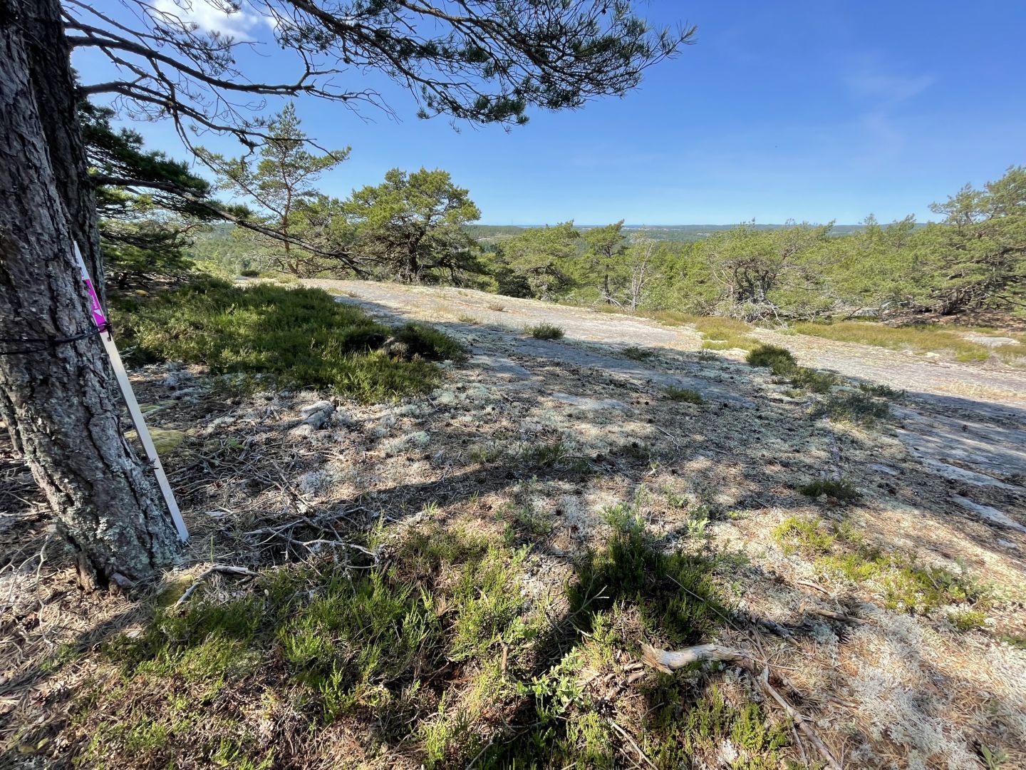 Havet i horisonten. Strax hitom det bebyggelse (Strömstad). Skog helt fram till kal berghäll i förgrunden.