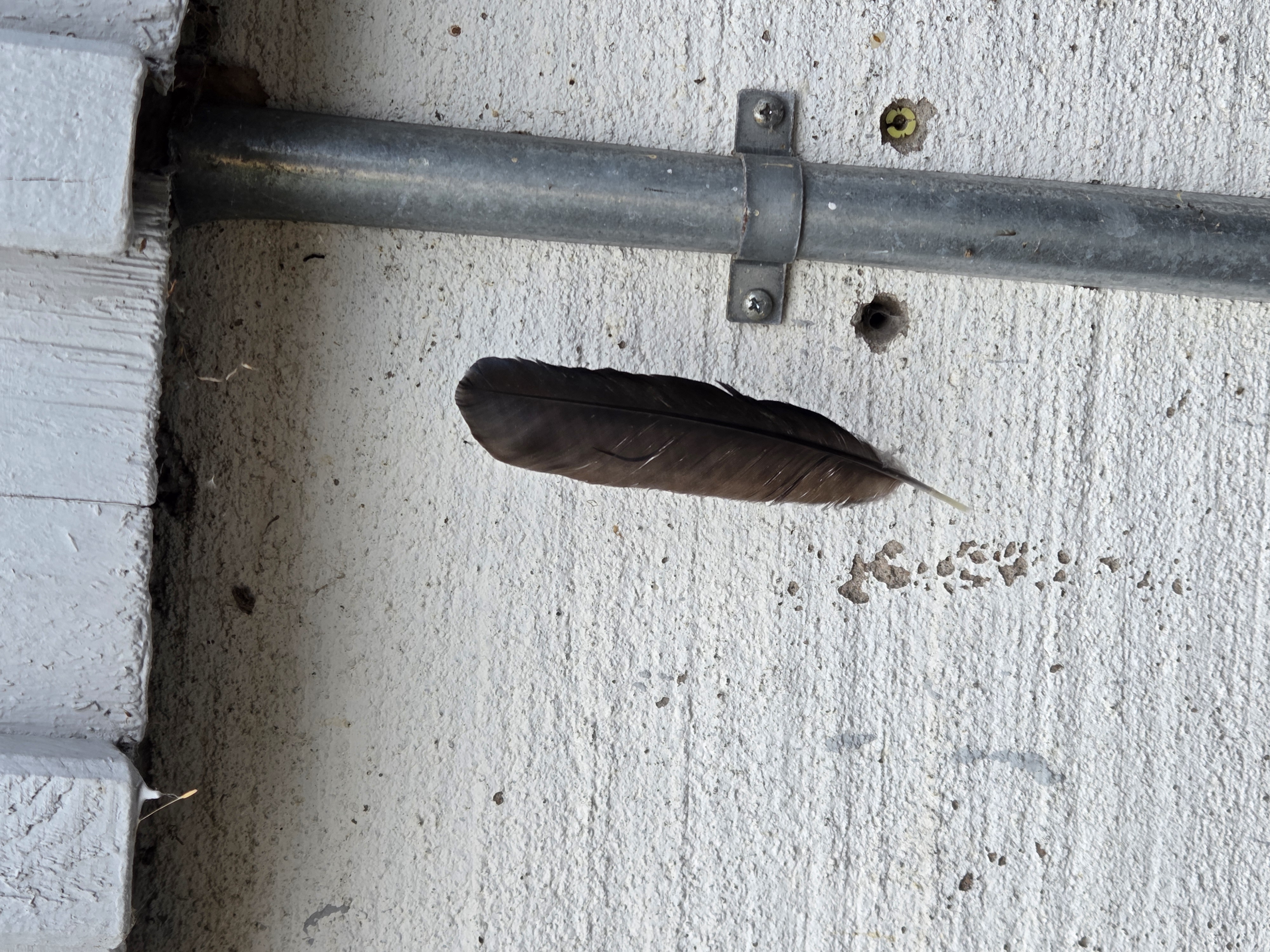 Fågelfjäder hängande i spindelnät mot husvägg.