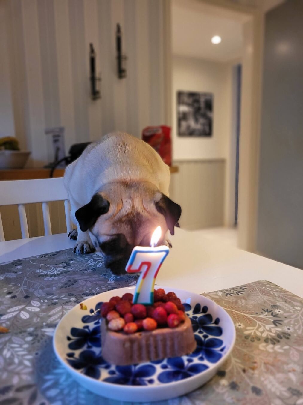 Mops med lämplig födelsedagstårta och ett ljus tänt. Ljuset format som siffran 7.