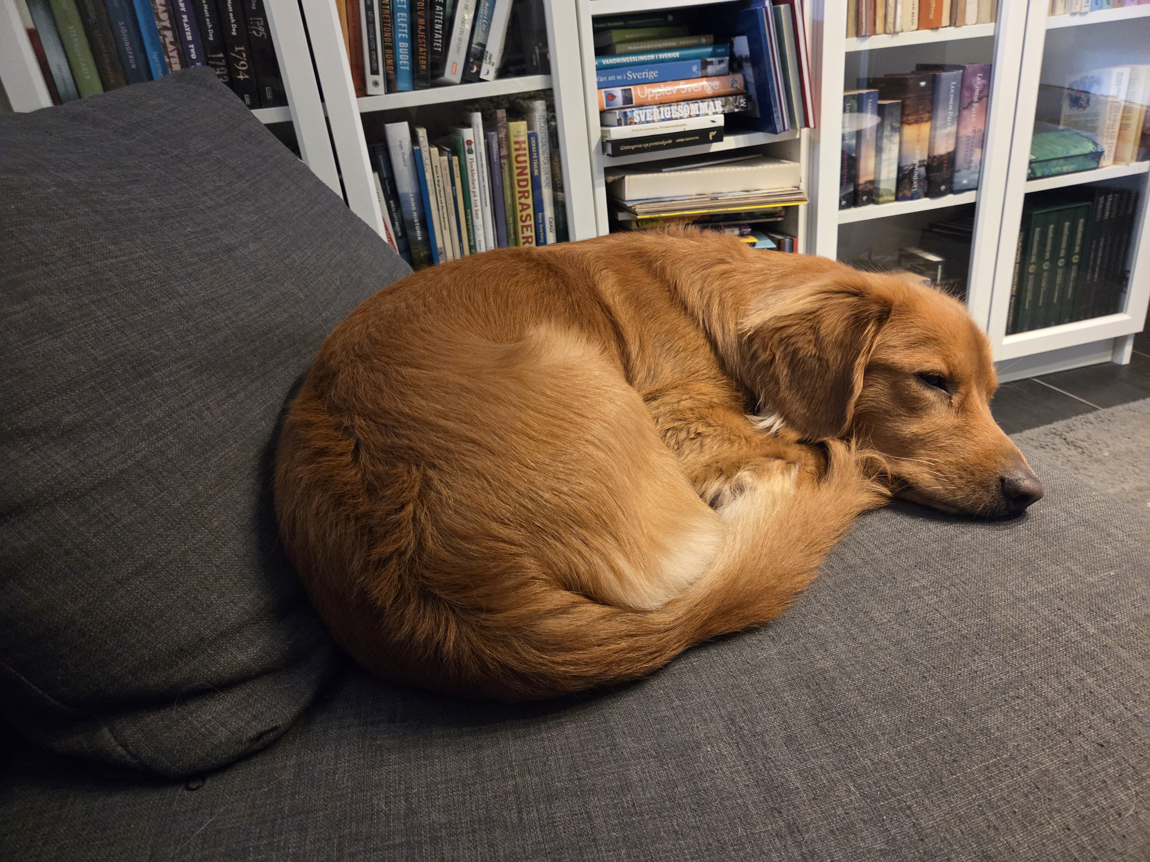 Trött tollare tar tupplur på grå soffa.