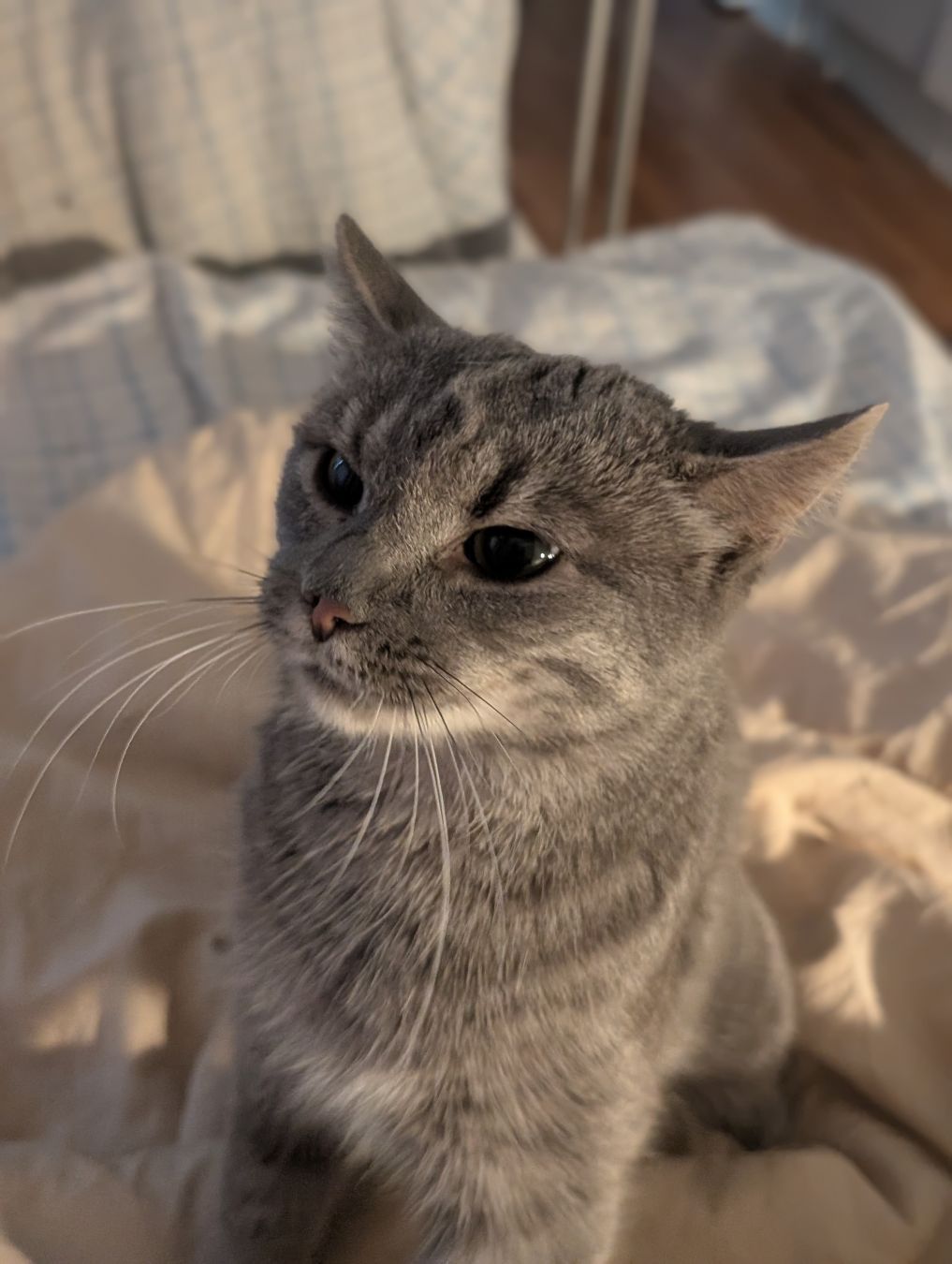 Katten Rebecca