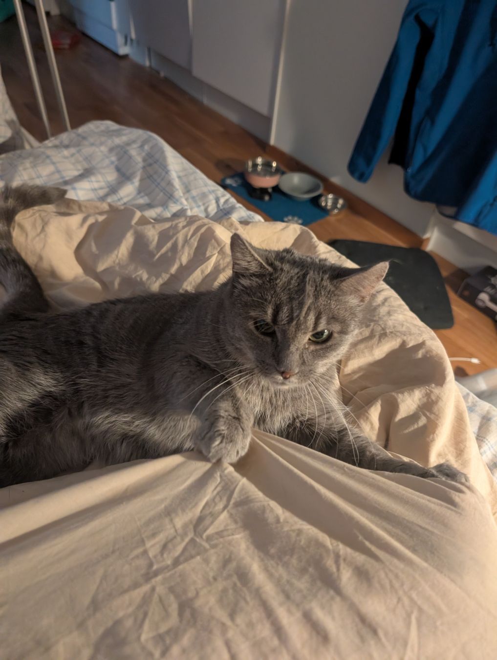 också katten Rebecca