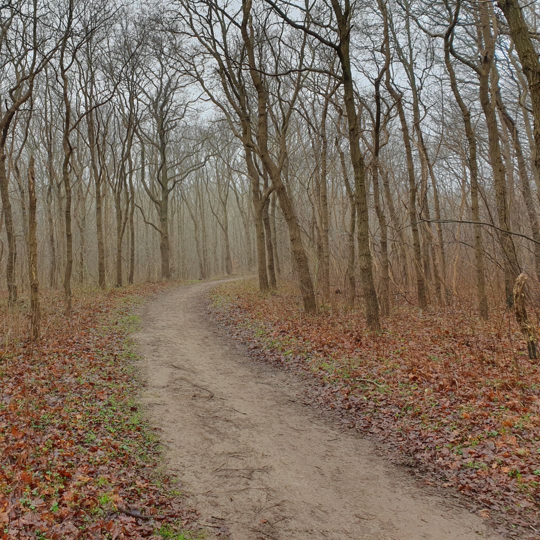 A footpath leading diagonally into a forest. Leafs on the ground, none on the trees.